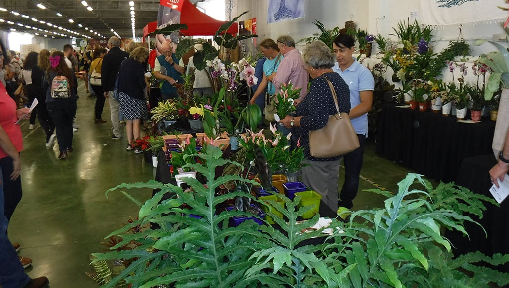 General view|Bulbs for sale at the fair|Hippeastrum terracotta star|Orchard of Flavours stand|Amaryllis belladonna