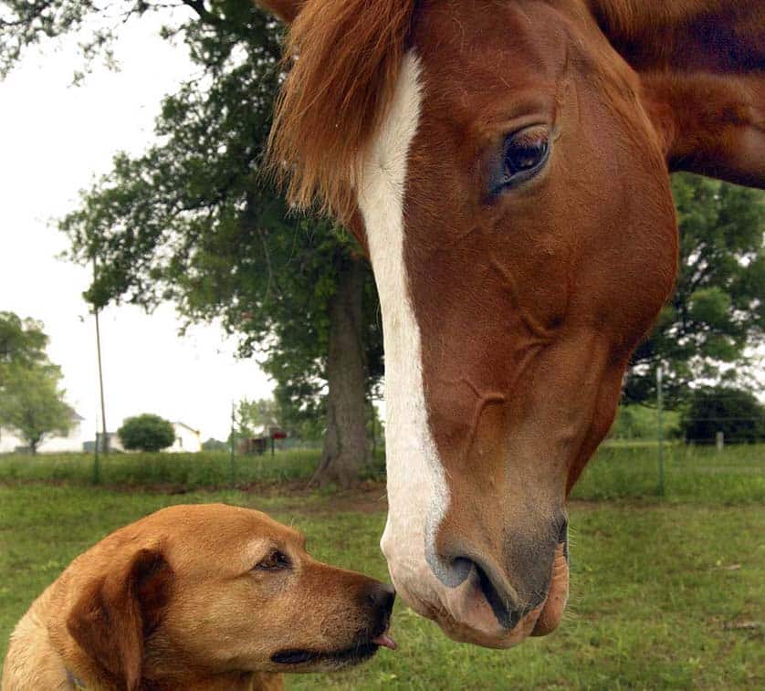 horse and dog
