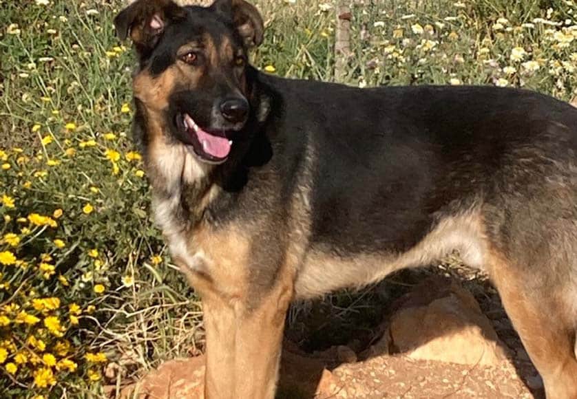 Gorgeous Rafa|Dusty the bin girl|Loyal Lilly