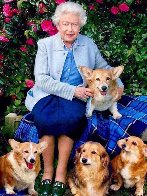 HM and Corgis|Misty|Pet Corner - A life-long passion for animals
