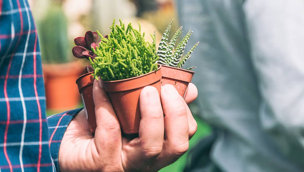 Handful of succulents at garden fair|Aeonium and Senecio|Balcony succulents|Garden Fair succulent stand|Groundcover succulents|Low growing succulents|Quinta do Lago garden|Tabletop succulents