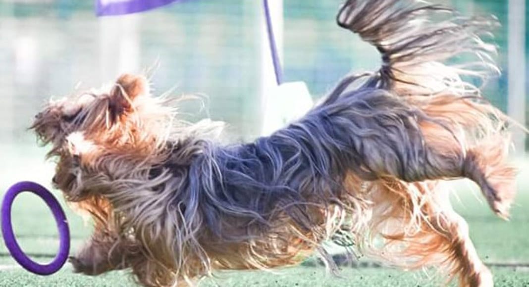 Pet corner: Talk the talk, walk the walk