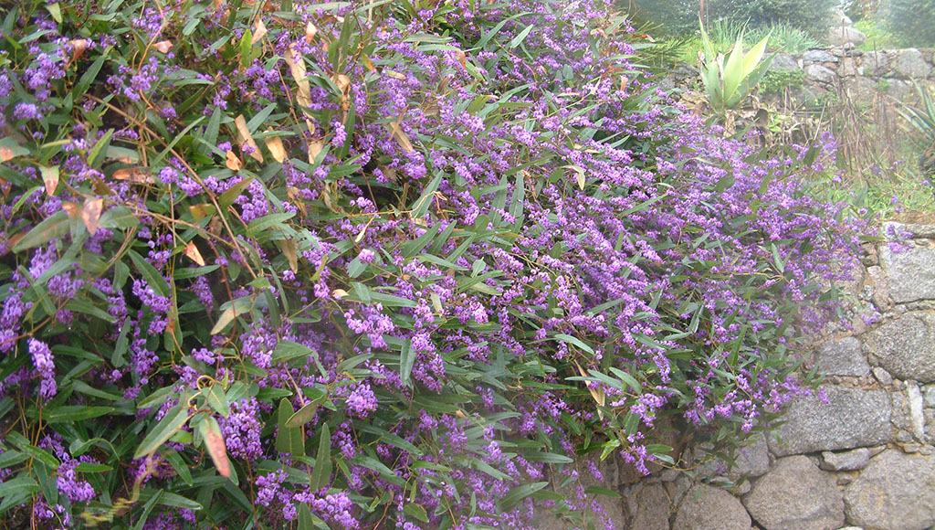 Hardenbergia violacea|Brachychiton rufinerve|Grevillea flower|Hymenosporum flavum|Melia azedarach|Grevillea robusta flowers