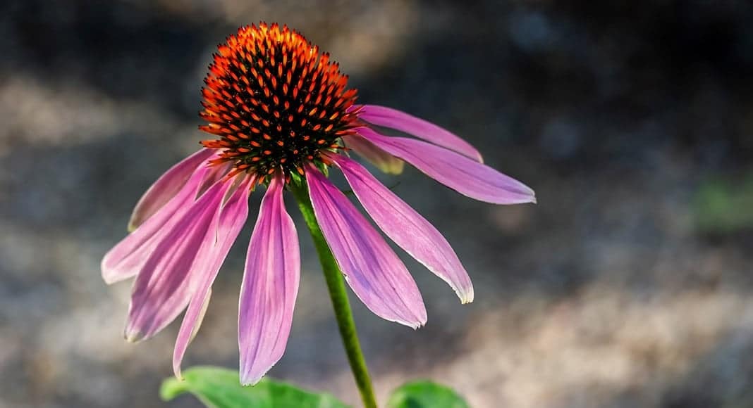 Myth-busting echinacea
