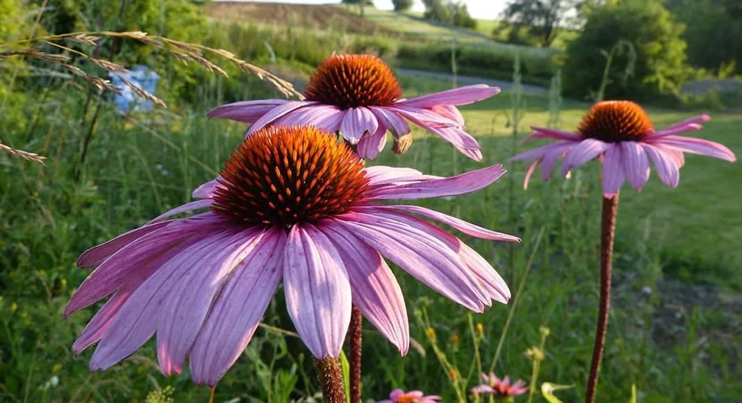 Myth-busting Echinacea