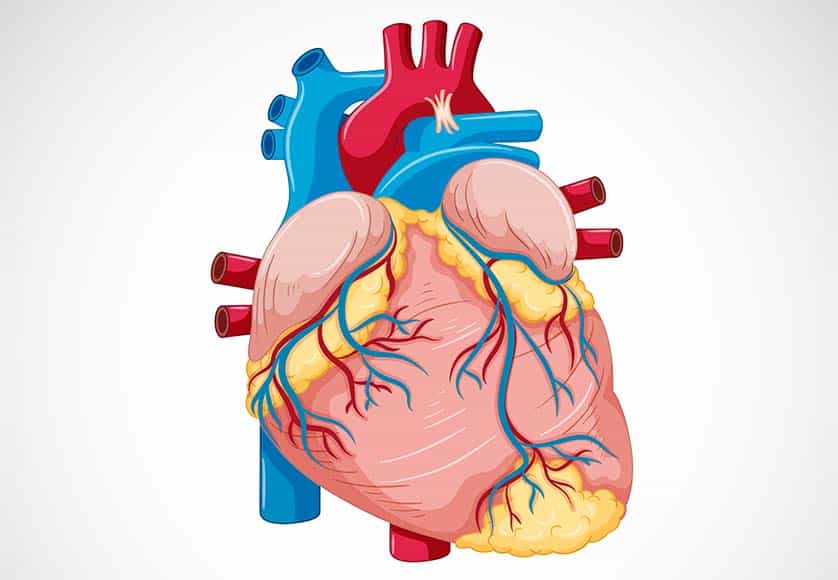 Human internal organ with heart illustration