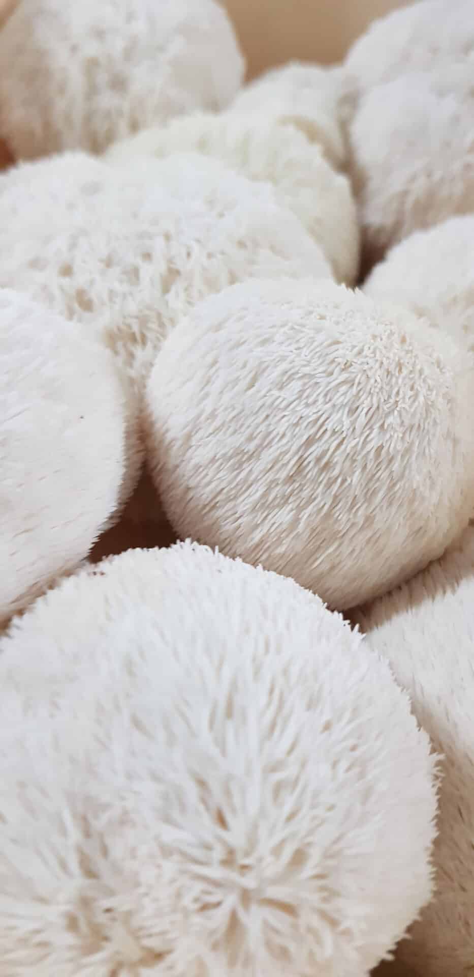 Hericium erinaceus - lion's mane