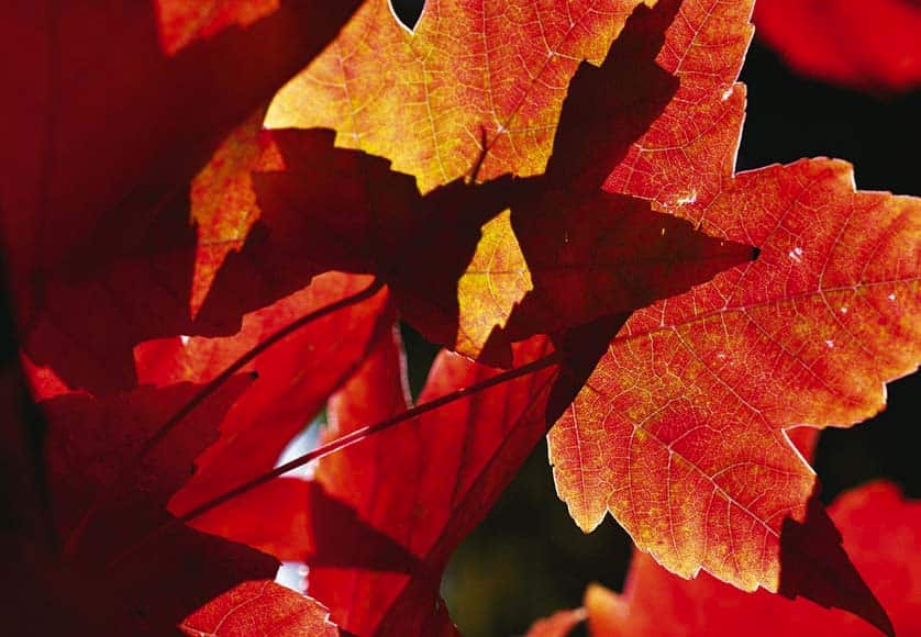 Fall into autumn|Fall into autumn|Fall into autumn|Fall into autumn