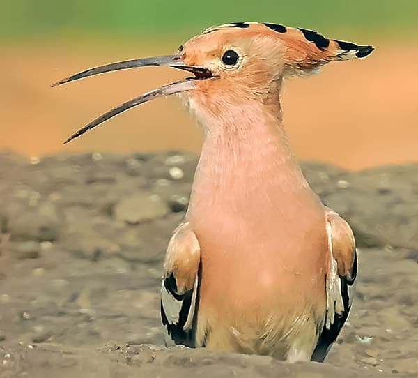 Pet Corner: Birds of a feather