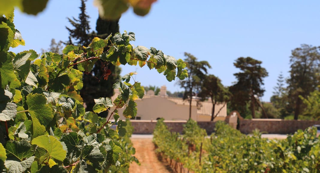 How to Describe Wine as a True Professional