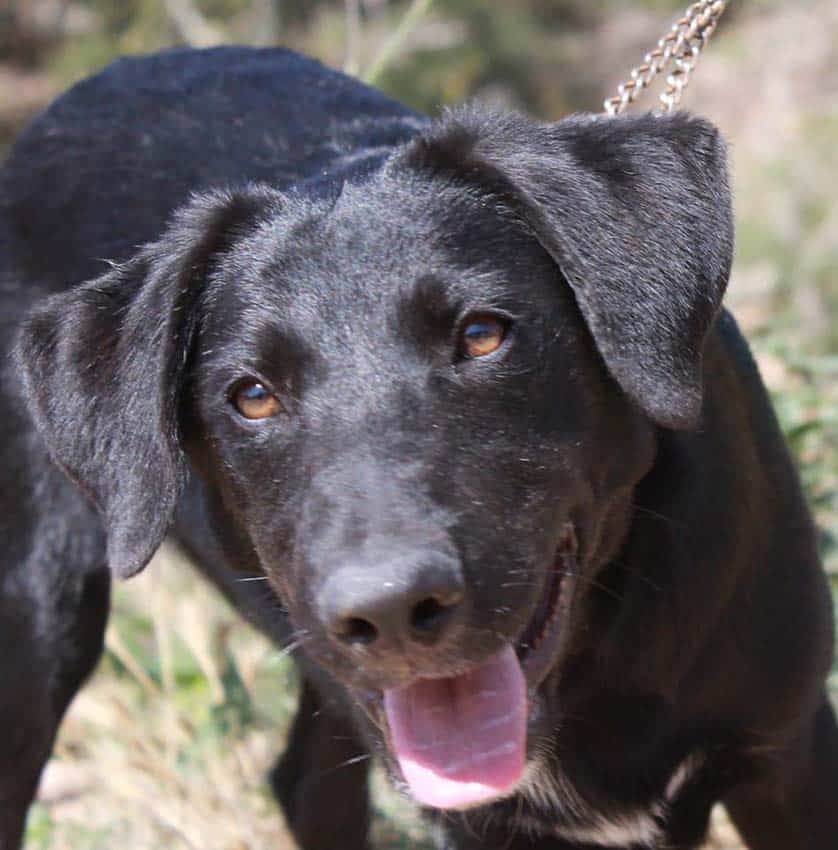 Hush, male Photo: AEZA-FACEBOOK