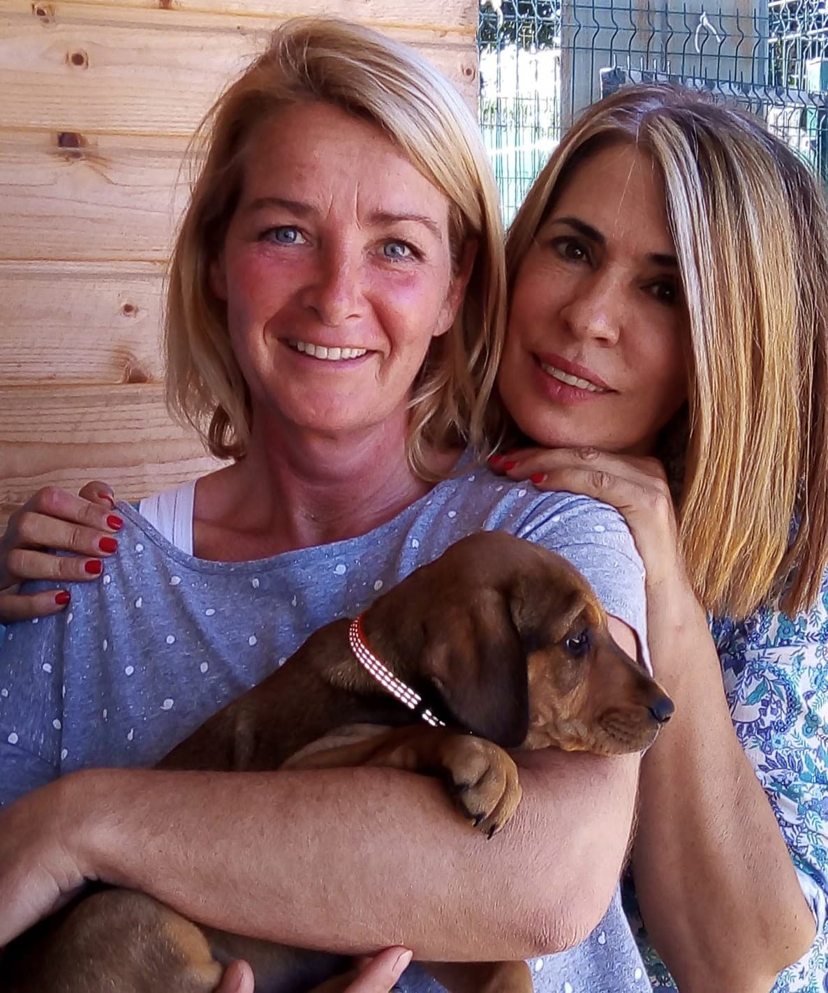 Albufeira dog shelter forced to relocate for third time