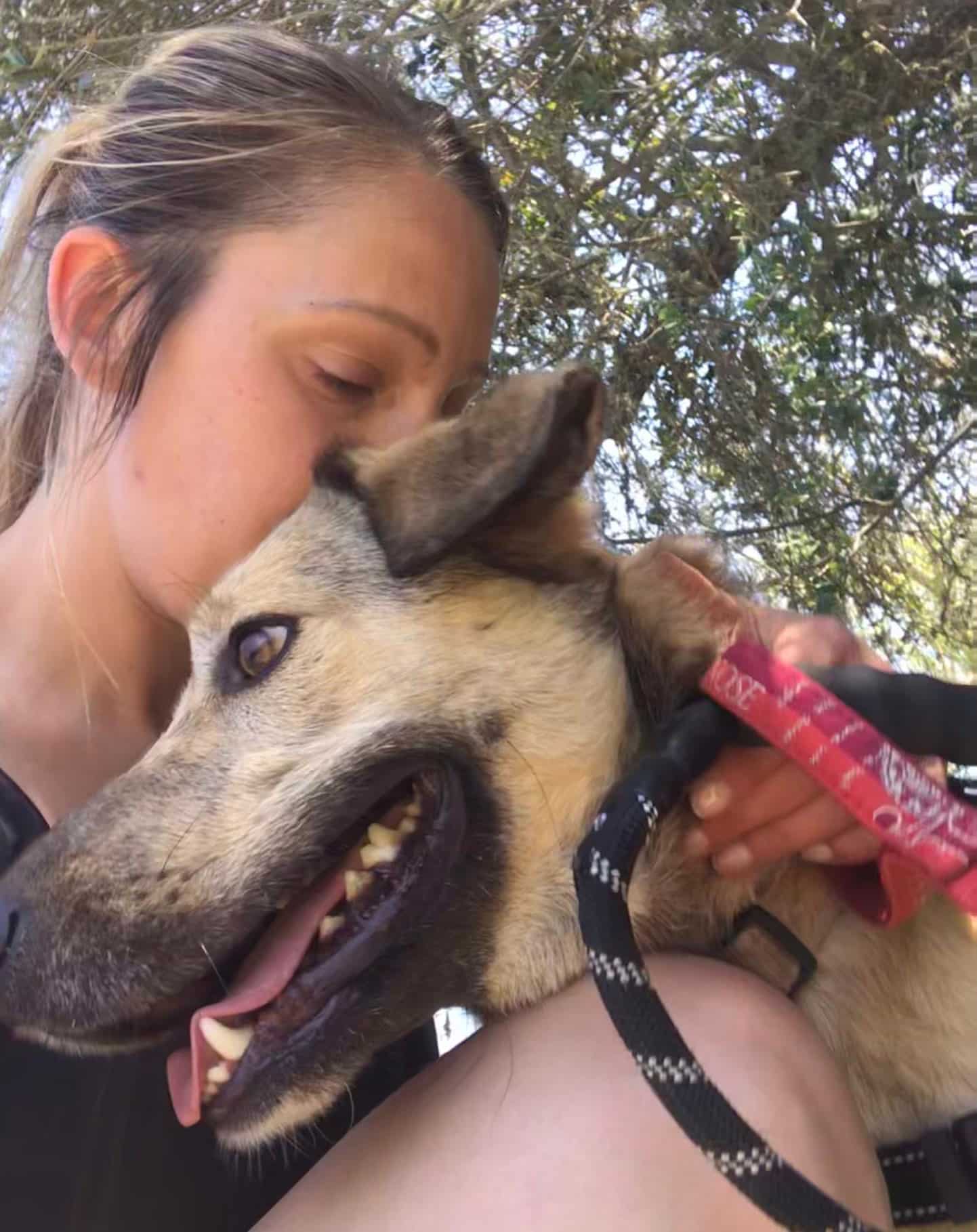 Albufeira dog shelter forced to relocate for third time