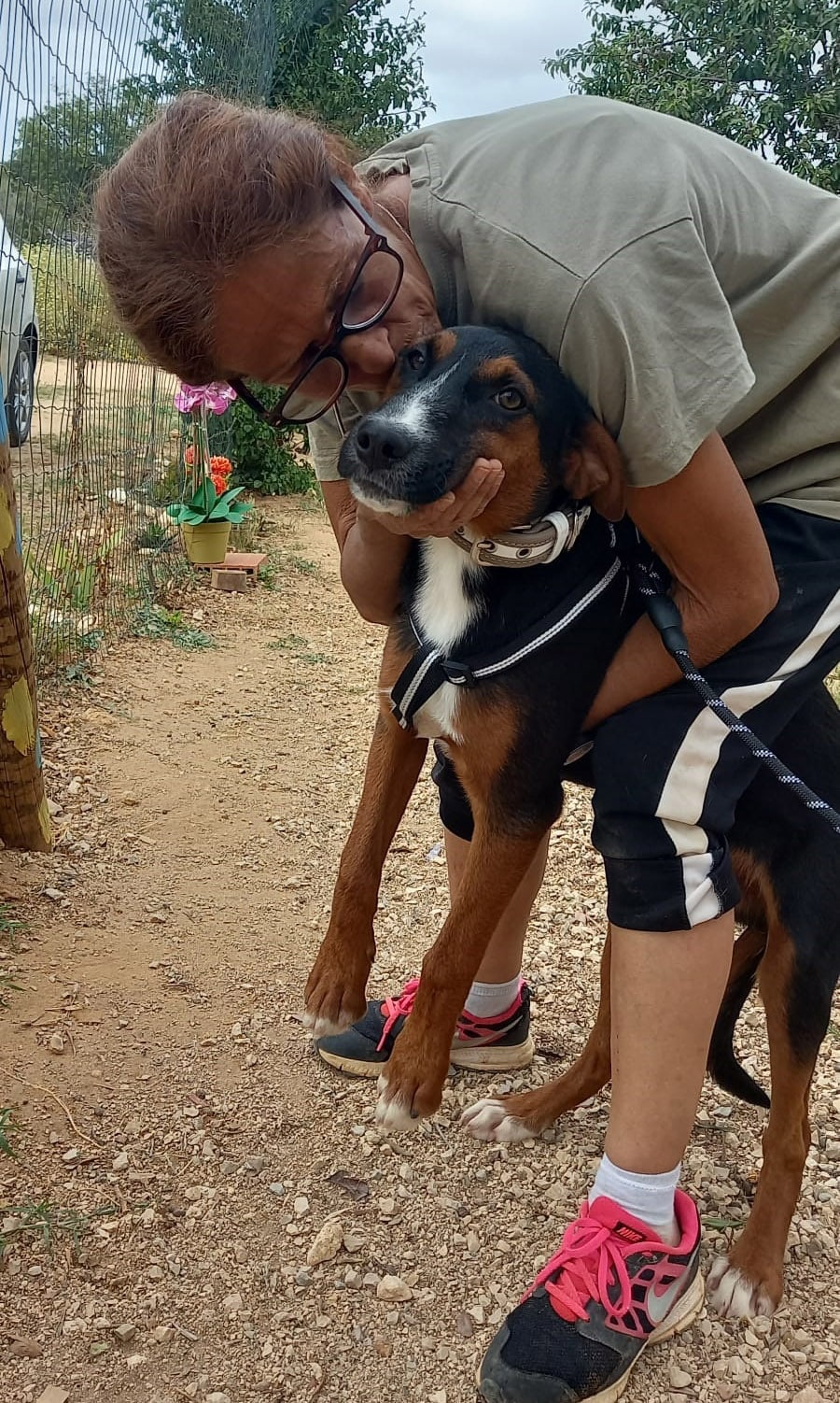 Albufeira dog shelter forced to relocate for third time