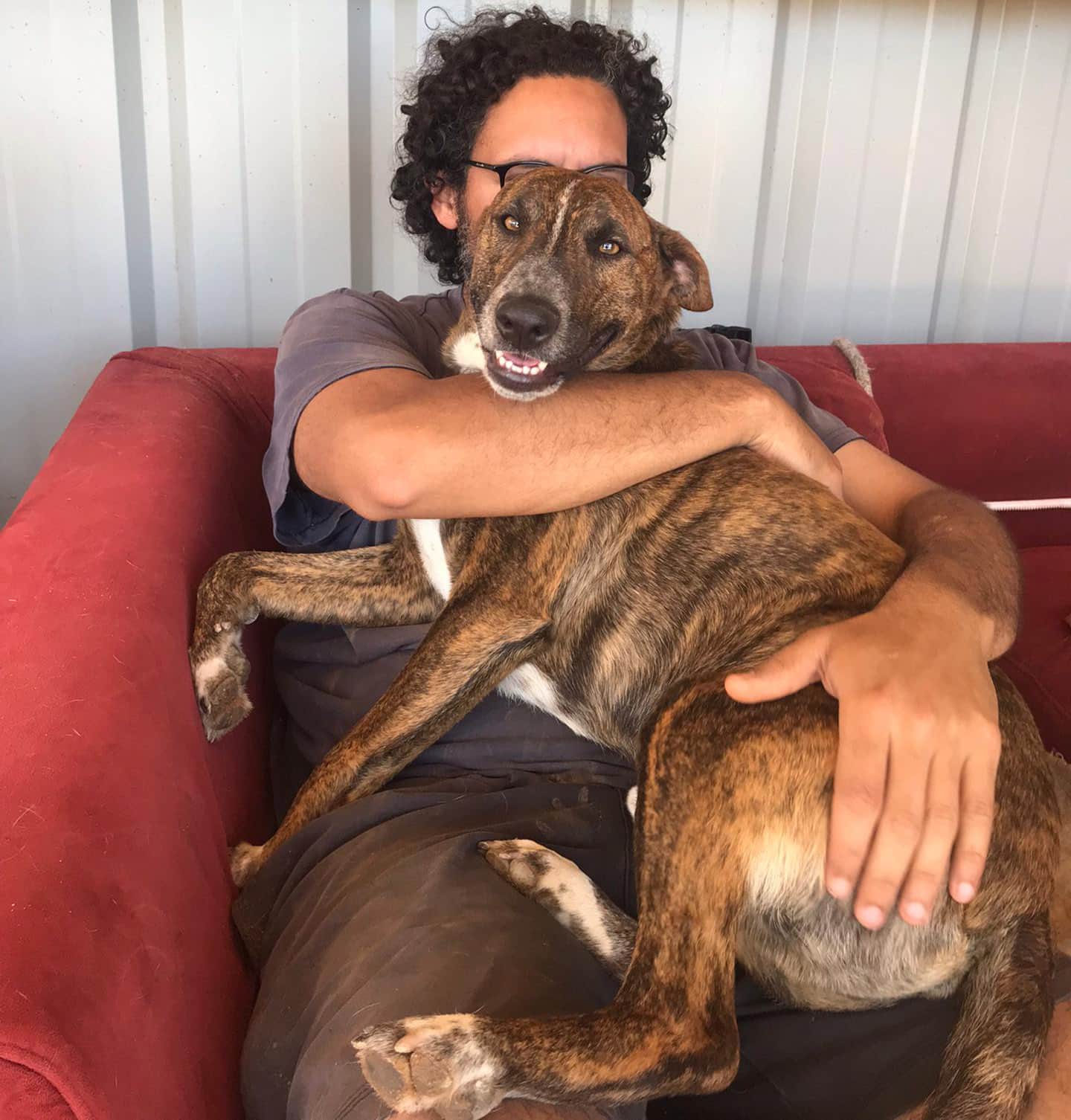 Albufeira dog shelter forced to relocate for third time