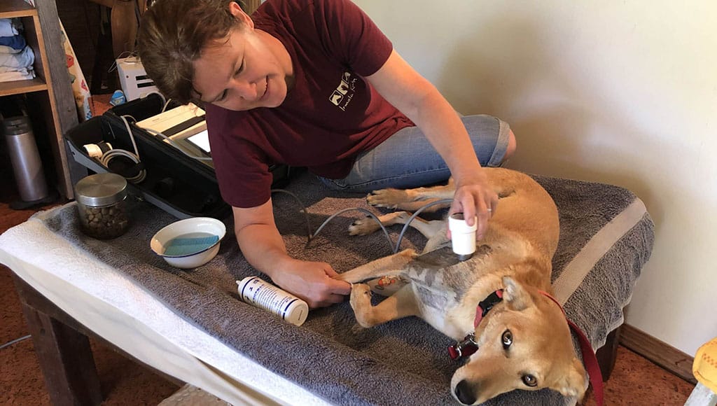 Woofland by Iron Dog hosts physiotherapy for animals workshop|Woofland by Iron Dog hosts physiotherapy for animals workshop|Woofland by Iron Dog hosts physiotherapy for animals workshop