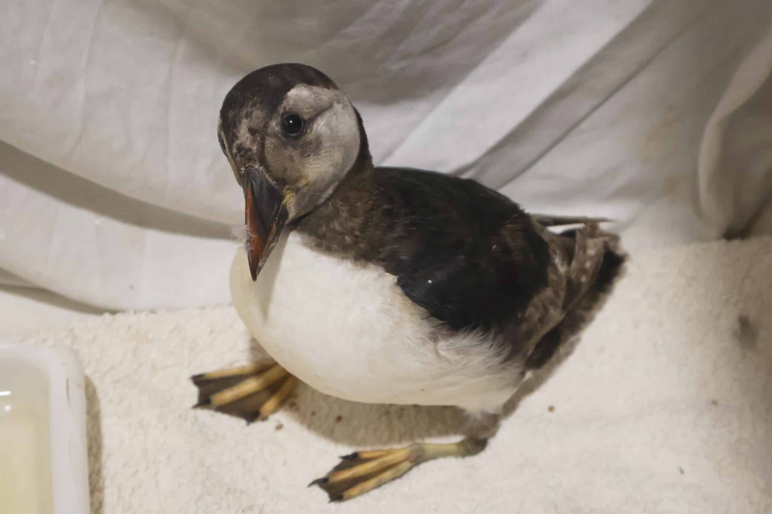 RIAS nurses its first puffin back to life|RIAS nurses its first Atlantic puffin back to health