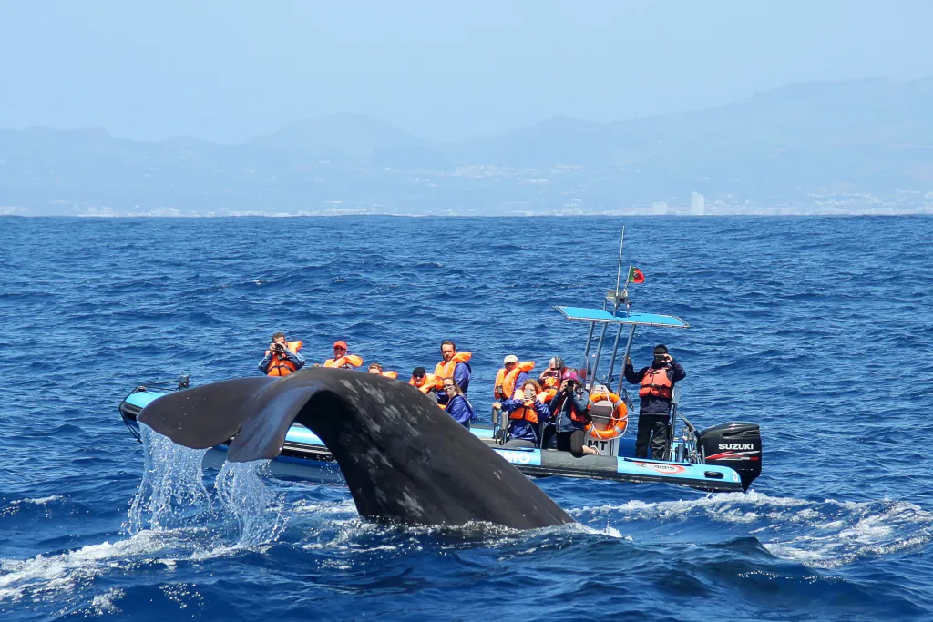 Azores bids for whale heritage site status