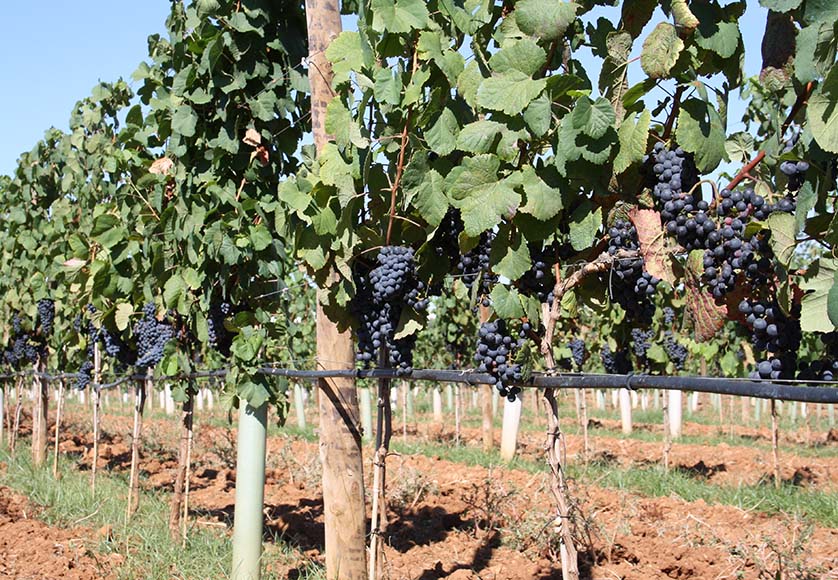 Quinta dos Vales Grace Syrah-Viognier|Quinta dos Vales Grace Syrah-Viognier|Quinta dos Vales Grace Syrah-Viognier|Quinta dos Vales Grace Syrah-Viognier|Quinta dos Vales Grace Syrah-Viognier|Quinta dos Vales Grace Syrah-Viognier