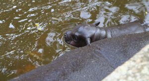 Adorable! Endangered hippo born at Lagos Zoo