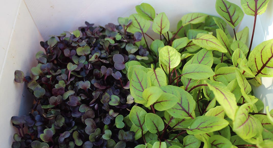 Local resident grows organic microgreens in São Brás|Local resident grows organic microgreens in São Brás|Local resident grows organic microgreens in São Brás|Local resident grows organic microgreens in São Brás|Local resident grows organic microgreens in São Brás