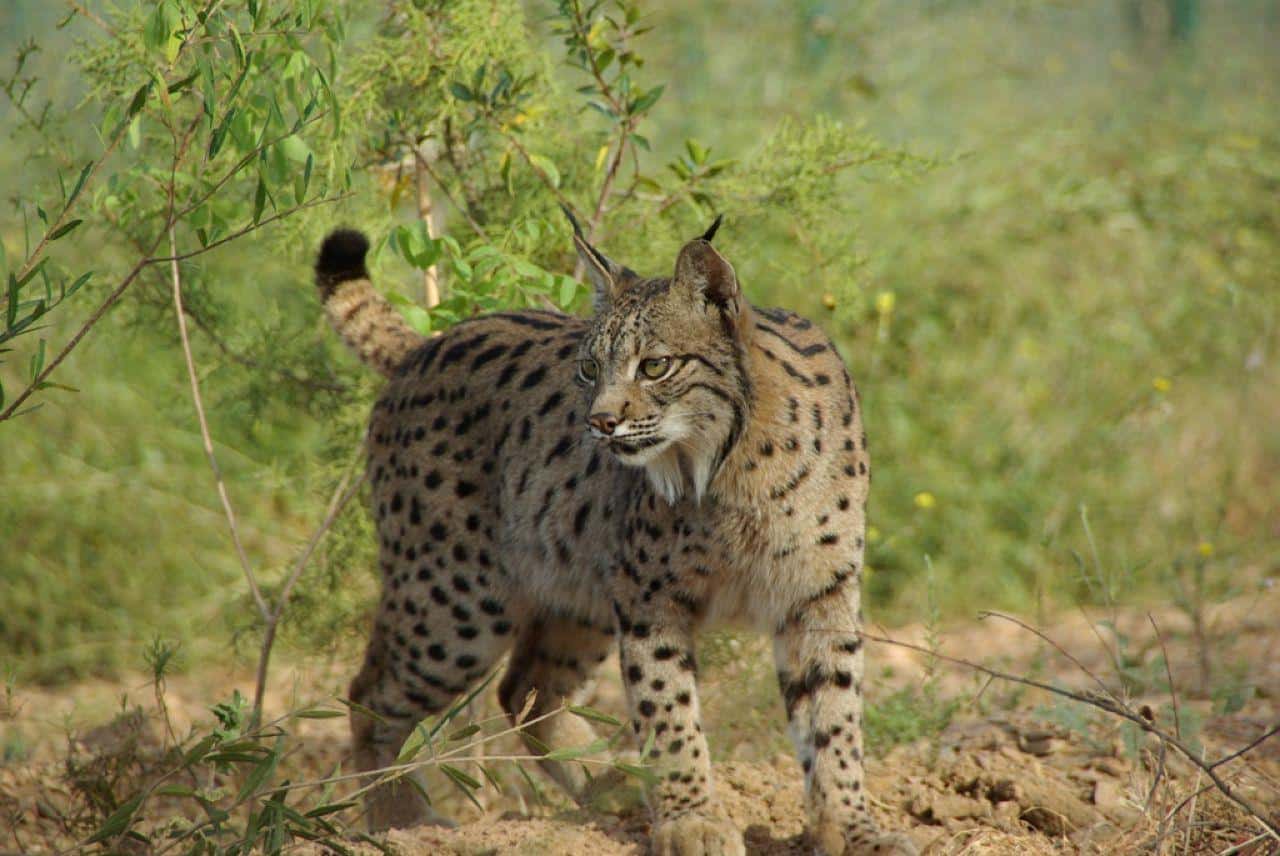 Portugal’s Iberian lynx population resurges after 15 years of conservation efforts