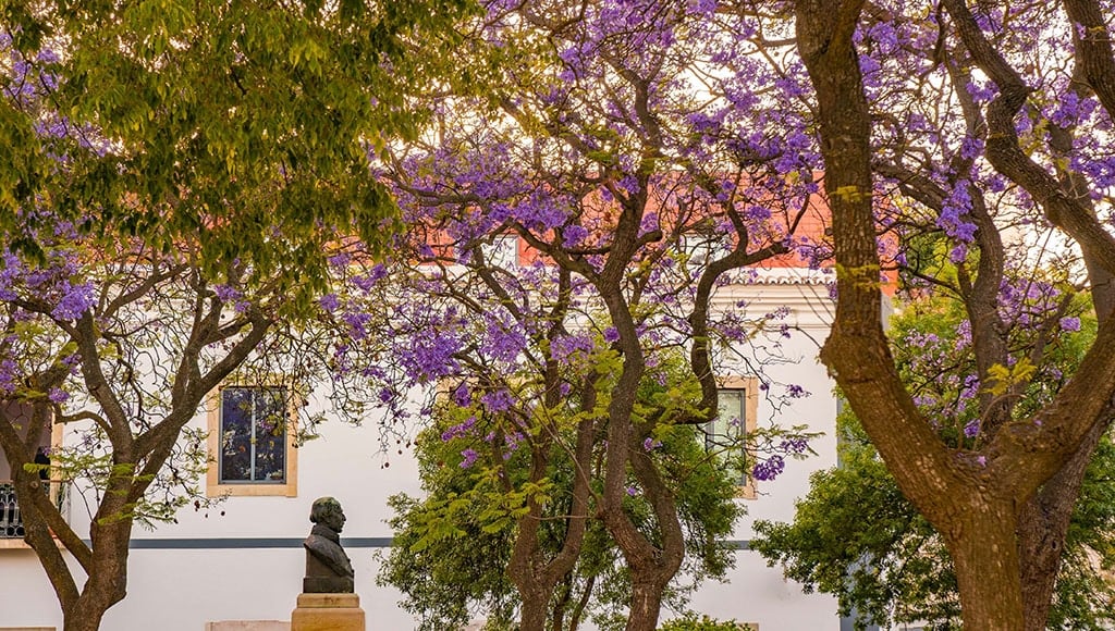 Jacaranda trees in bloom, Portimão_