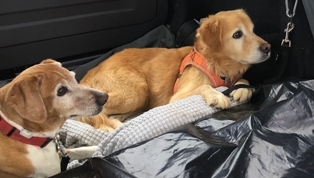 Elvis (now called Jasper), right, is the perfect companion for Daisy|Jasper 0004|Fun at the beach