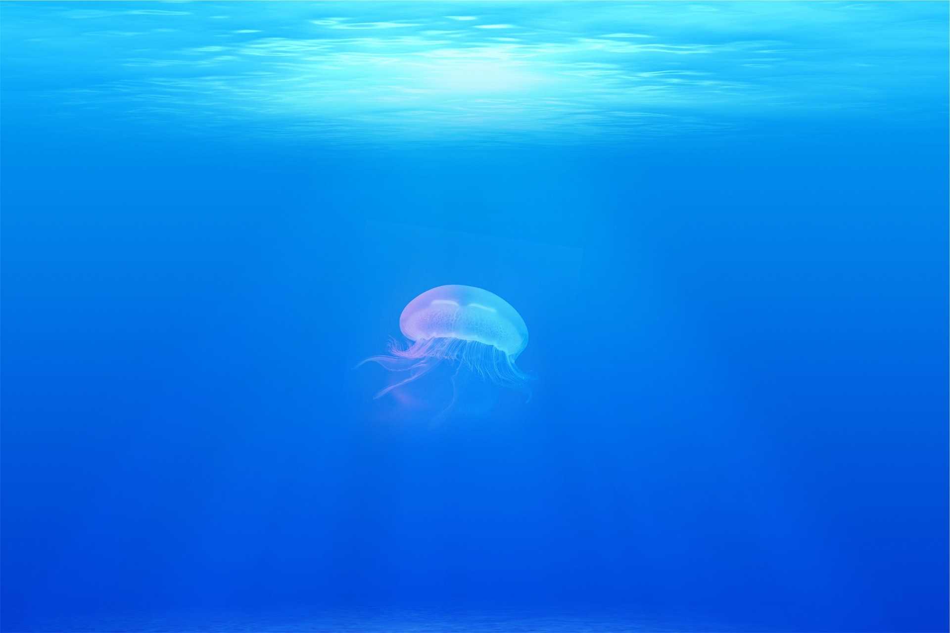 Beware of jellyfish