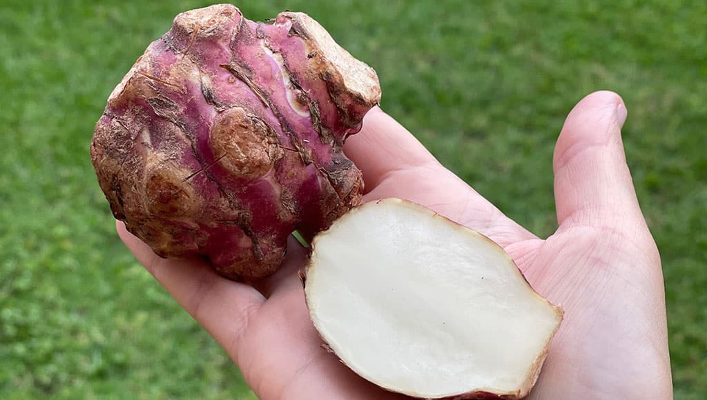 Jerusalem artichoke sliced|Jerusalem artichoke