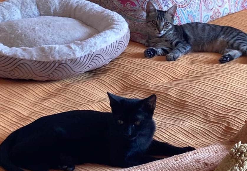 Judy’s two kitties|João Ferreira, general manager of ARA’s shelter ‘Cabanita’