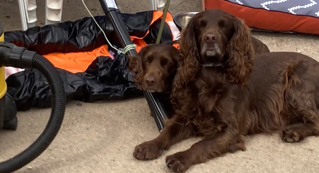 Judy’s pair at Pet’s Corner|APAA - Pottering About ‘Pop-Up’