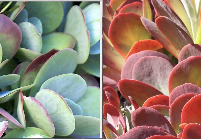Kalanchoe luciae - Stressed colours|Euphorbia tirucalli - Sticks on Fire|Hesperaloe parviflora|Sedum reflexum blue foliage|Sempervivum arachnoideum - Cobweb houseleek|Sempervivum in winter snow