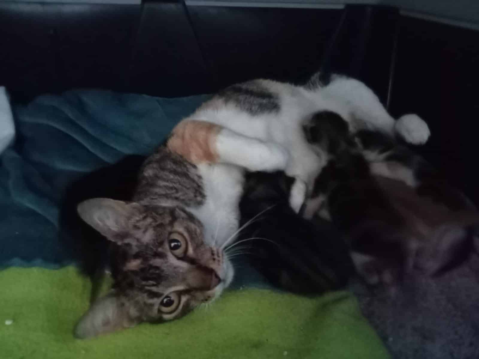 Kittens