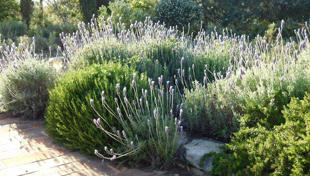 Lavenders without irrigation|algarve soils map|Hydrozoning|Native grasses and shrubs mix|Native spring meadow flowers