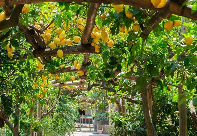 Lemon pergola