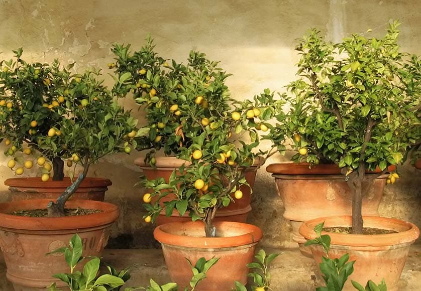 Lemon trees in pots|Citrus medica|Lemon pergola|Pomelo|Ponderosa lemons|Variegated lemons