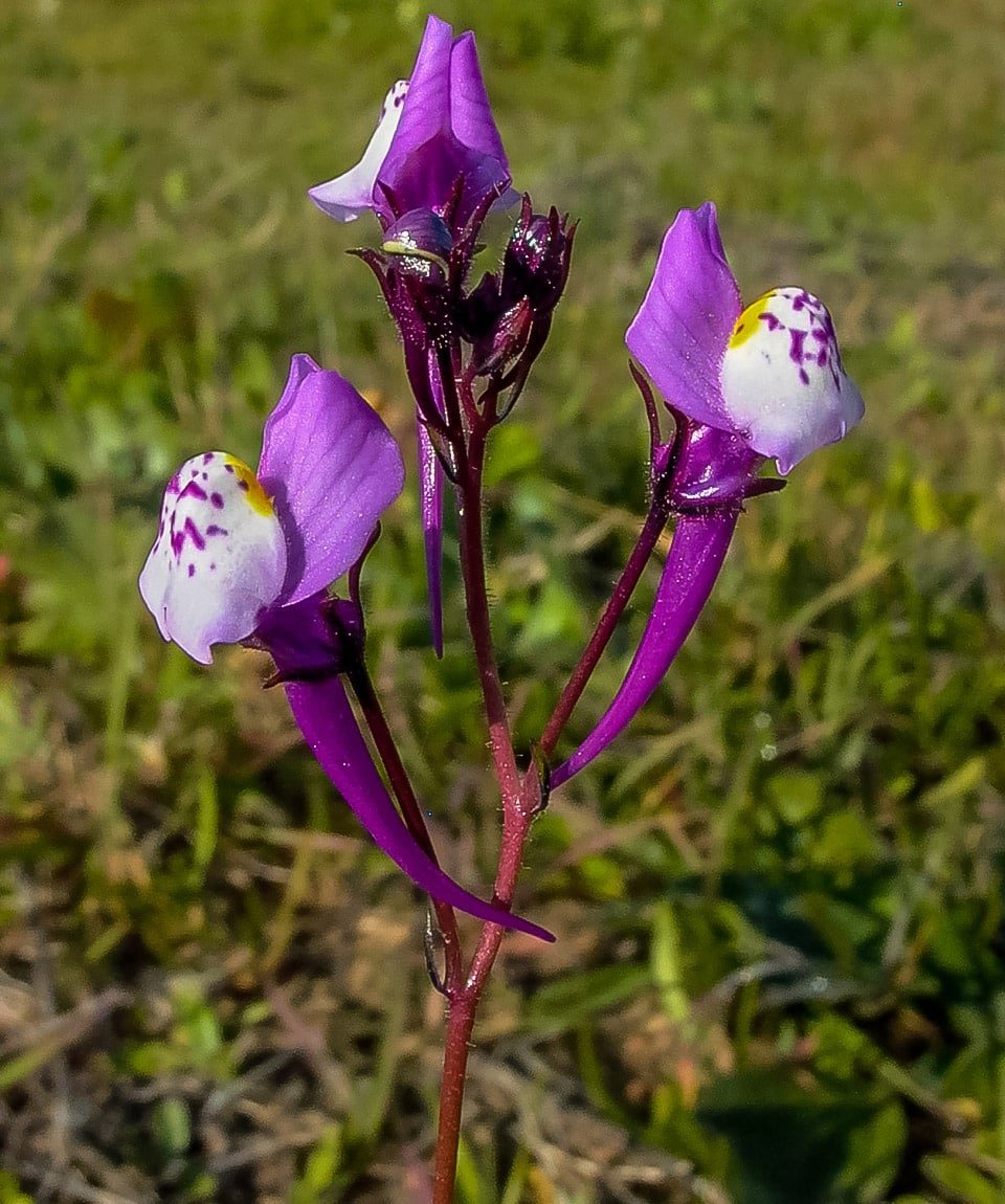 Be a superhero and challenge Santa