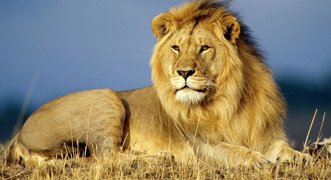 Walking into the lion’s mouth