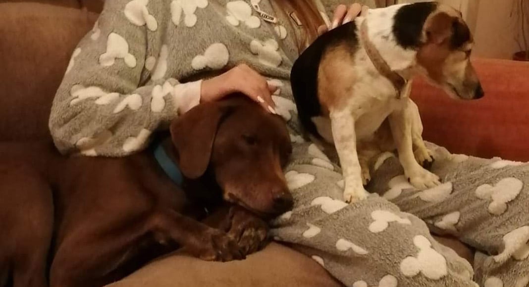 Pet corner: Talk the talk, walk the walk