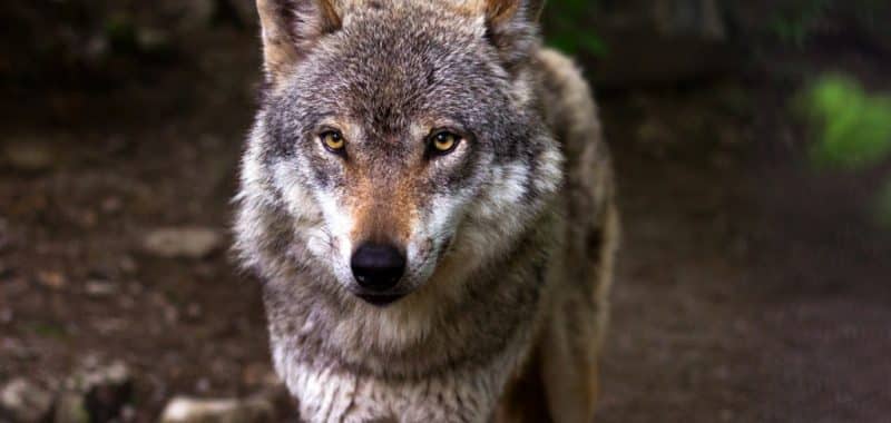 People south of Douro willing to live alongside wolves