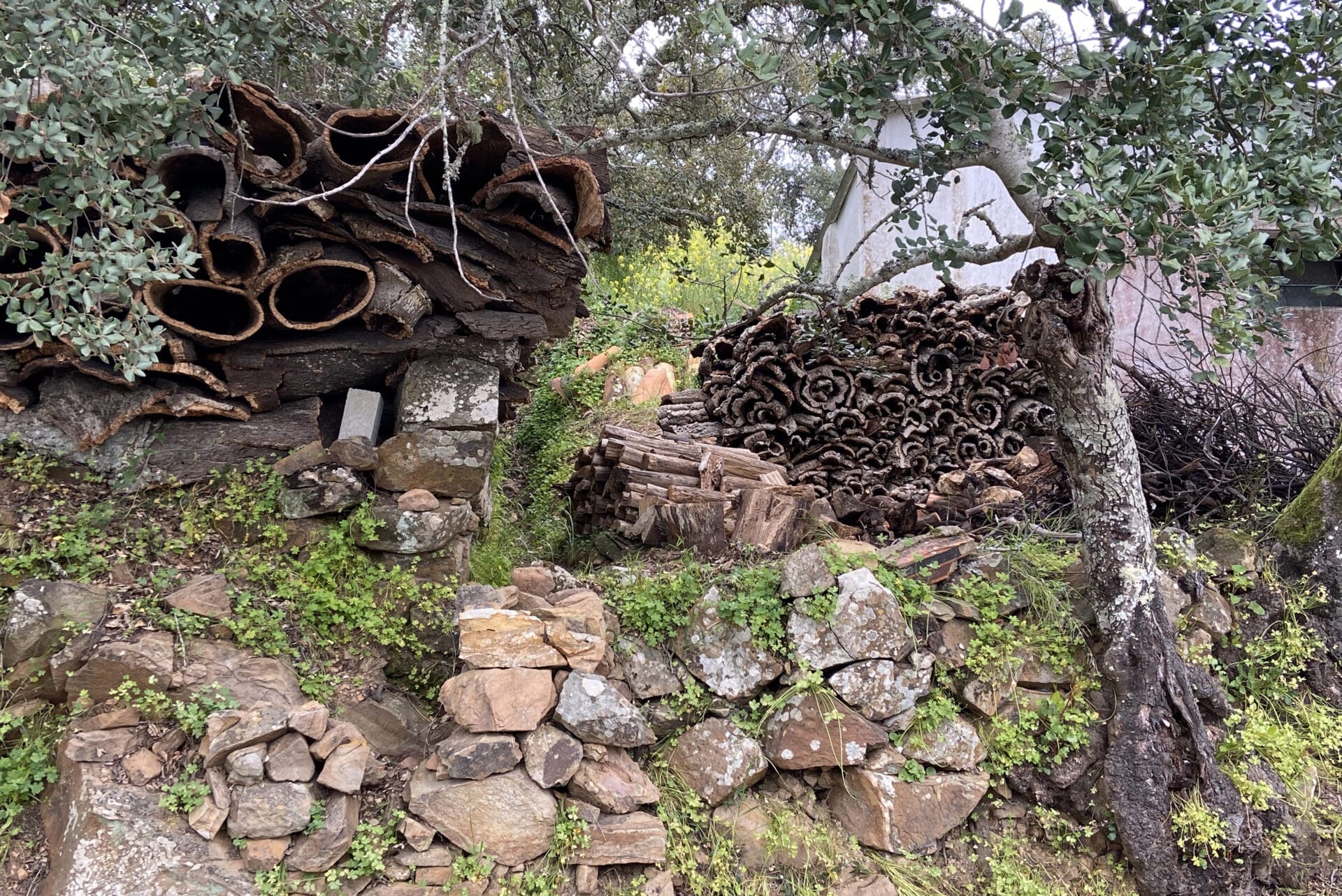 Walking at Barranco do Velho