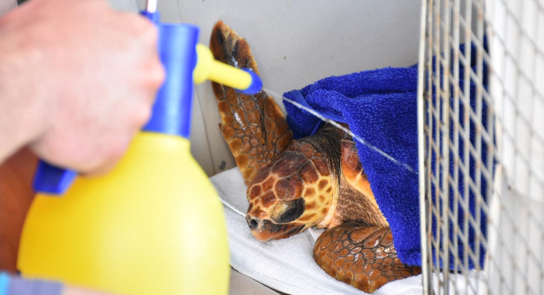Loggerhead sea turtle