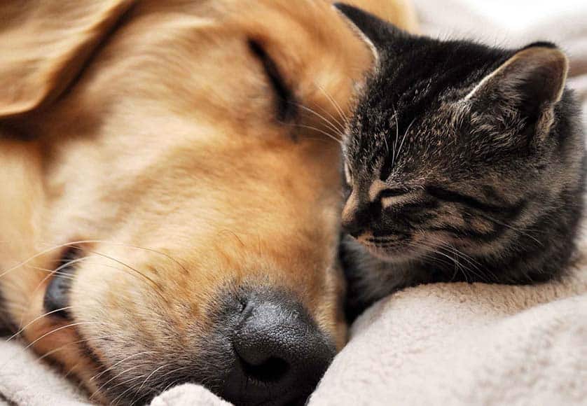 Dog and cat|Rabbits