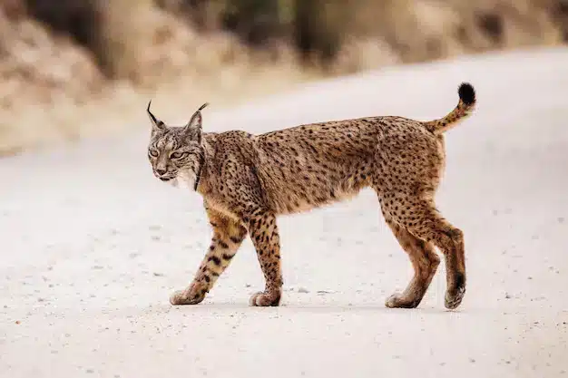 Lynx crossing road|Lynx road sign