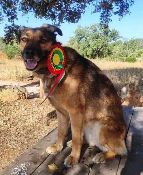 Pinetrees Riding Centre celebrates 37th anniversary