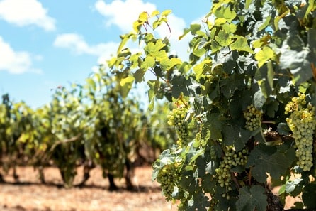 MdQ|Morgado do Quintao_fotos_vinhos|MdQ_Vinha