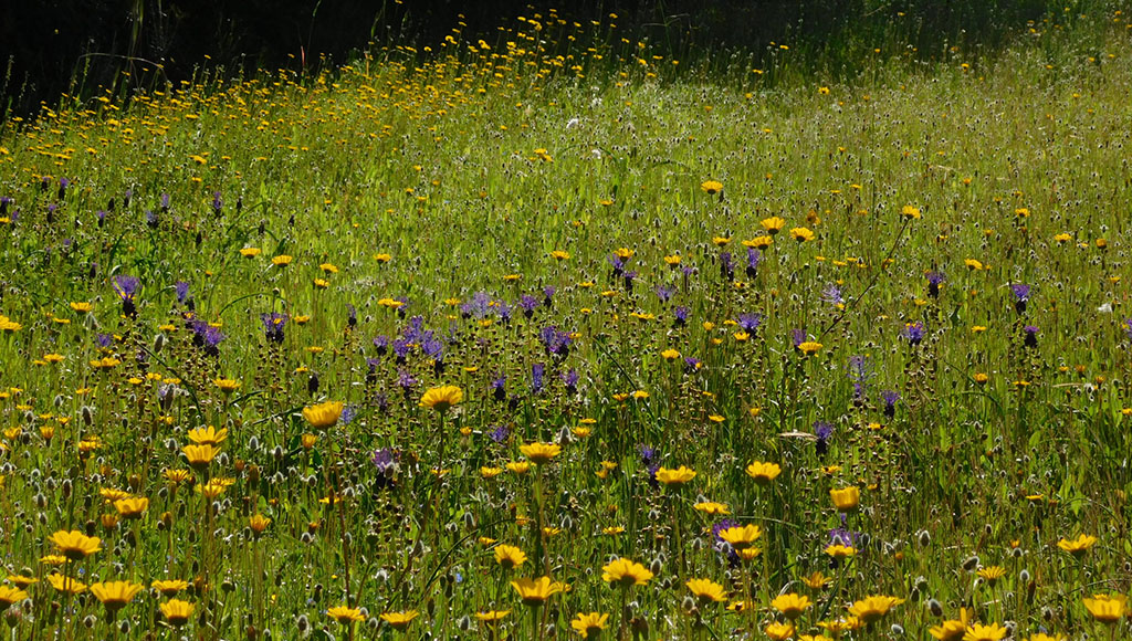 Meadow Muscari comosum mix|Barrocal meadow|Meadow Orchis italica mix|Ophrys apifera (Bee Orchid)|Ophrys bombyliflora (Bumblebee Orchid)|Ophrys lutea (Yellow Bee Orchid)|Ophrys speculum (Mirror Orchid)