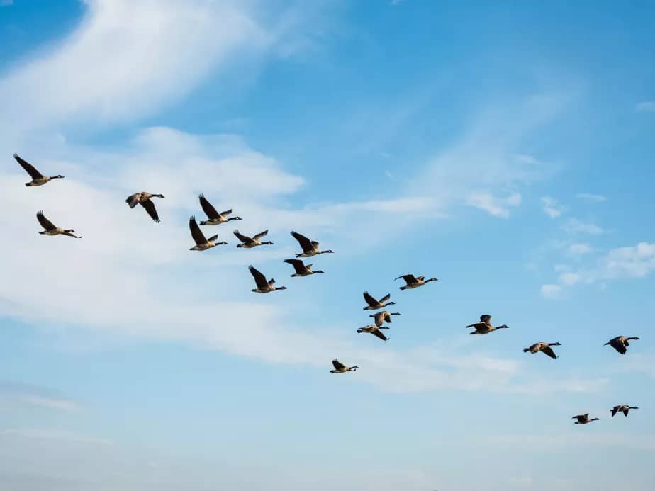 Migrating birds - Nick Fewings : Unsplash|Lagoa-Observacao-Aves