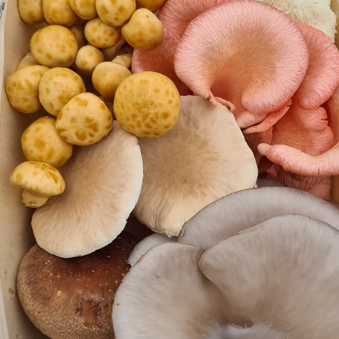 Mix box mushrooms